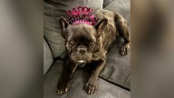 Los Angeles couple marks one year since losing dog through Rover sitter