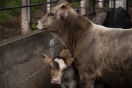 Dice Sader que no era obligación de México detener propagación de gusano barrenador