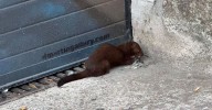 Un visón se pasea libremente por el centro de Salamanca