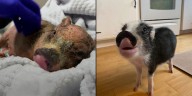 La increíble recuperación de Sparky, el cerdito con sarna rescatado de un sótano