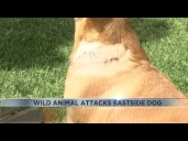 Protect pets: Eastside Tucson dog attacked by wild animal