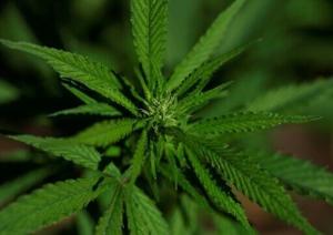 Cannabis extract relieves chronic back pain: high