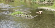 'We don't want any more dumping in that creek': Ischua Creek fish kill investigation continues