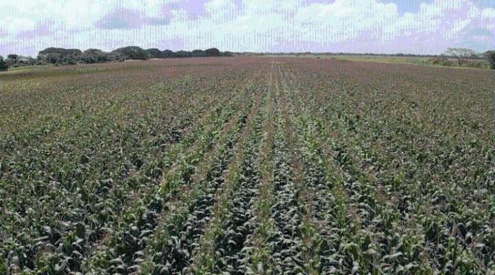 Plan de Siembra 2025 alcanza 347 mil hectáreas de maíz y arroz en Guárico