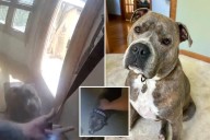 Quick-thinking dog named Oakley guides Illinois cop to his leash during rescue from burning home: bodycam video