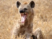 Man found in 'pool of blood' after surviving hyena attack