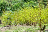 Consejo de Estado anula pago por erradicación de cultivos ilícitos en región del Catatumbo