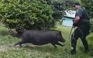 Moment wild boar charges at officers trying to remove it from a home