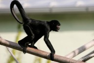 Yellow fever deaths reported among threatened captive monkeys in Colombia