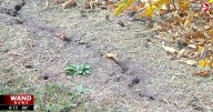 Much of Central Illinois under moderate drought, farmers seeing impacts