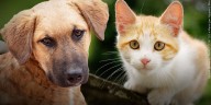 Bellevue Police advise caution to pet owners amid reports of deceased cats