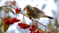 Prevent Squirrels & Birds From Ravaging Your Fruit Trees With A Simple Kitchen Essential