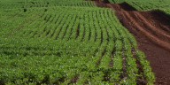 El agro reclama que la quita de retenciones sea definitiva para que la Argentina tenga ingreso genuino de dólares