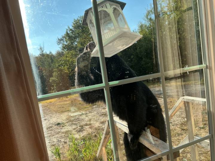 PHOTOS: Black bear makes meal of Grafton bird feeder