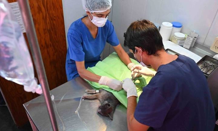 Atención y servicios destinados a mascotas