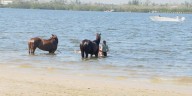 Fecal bacteria in Palma Sola Causeway