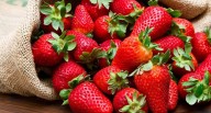 Se abre un nuevo mercado para la agroexportación: las fresas peruanas ahora llegarán a Brasil