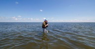 Longtime Times-Picayune journalist wins prestigious award for work on Louisiana coastal issues