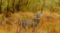 Here's where to take your deer for CWD testing in MS in 2025