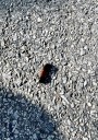 Harsh Winter In-Store for New Yorkers? This Caterpillar Gives Us An Answer