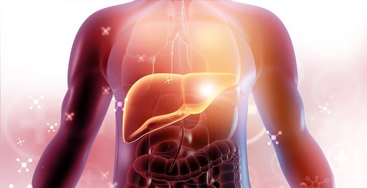 Científicos argentinos identifican molécula que protege el hígado en casos de hepatitis fulminante