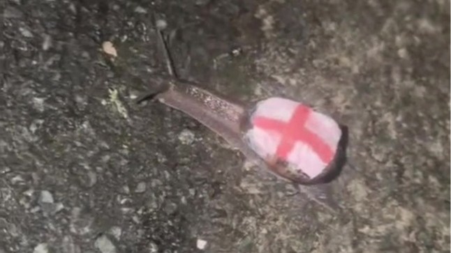 Even snails can’t escape after someone paints an England flag on its shell
