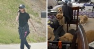 Denise Richards Rescues 15 Dogs From Estranged Husband’s “Trashed” Home Amid Bitter Divorce