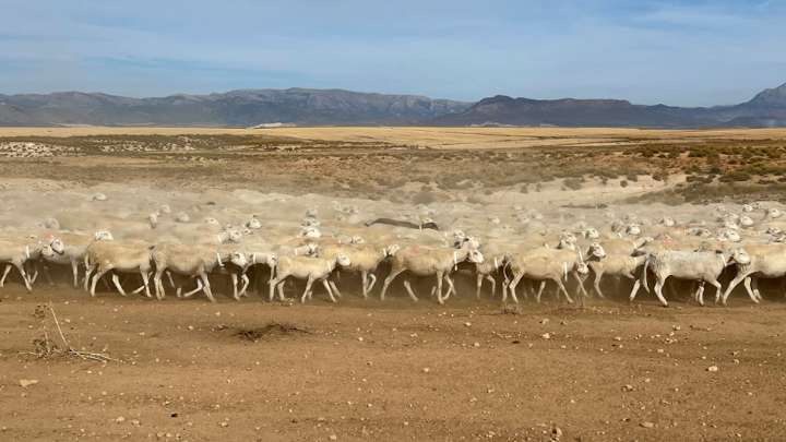 El virus de la lengua azul en ganados deja focos en dos comarcas de Granada hasta final de agosto