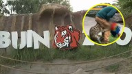 "Mi hija quedó traumatizada": Testigos critican seguridad de Buin Zoo tras show educativo en que un serval mató a guacamayo