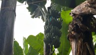 Fenómenos climáticos, entre los mayores retos a los que se enfrentan los plataneros