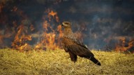 Las fotos con las que 4 colombianos lograron triunfar en los Premios de Fotografía Audubon 2025