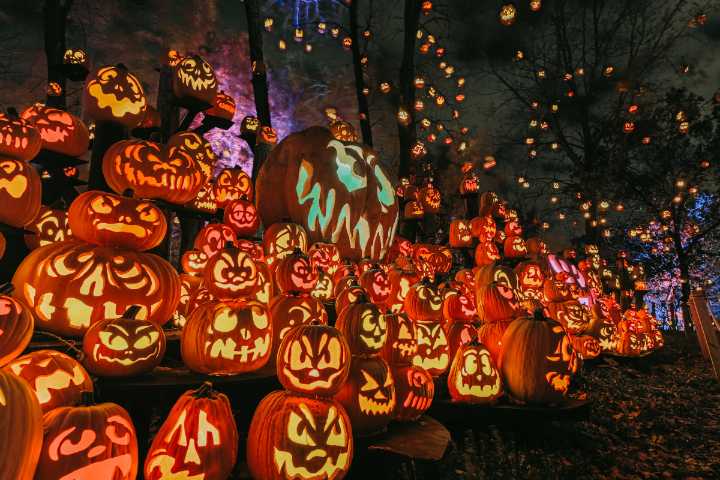 Thousands of pumpkins will hit the Minnesota Zoo as the Jack