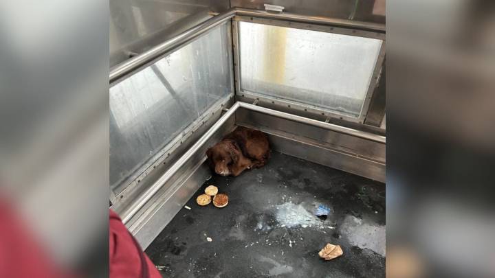 California Pup Found Living Inside an Elevator Leaves Rescuers Heartbroken