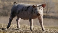 Pork producers push Congress to 'fix' Prop 12 in Farm Bill