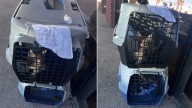 Nevada Staff Member Steps In To Save A Tiny Family Left With A Heartbreaking Note In The Scorching Sun