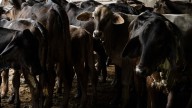 Reitera la AMEG que la única solución contra gusano barrenador son las moscas estériles