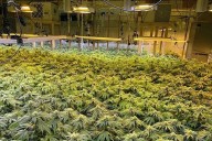 Billion-dollar black market marijuana grow business thriving in US