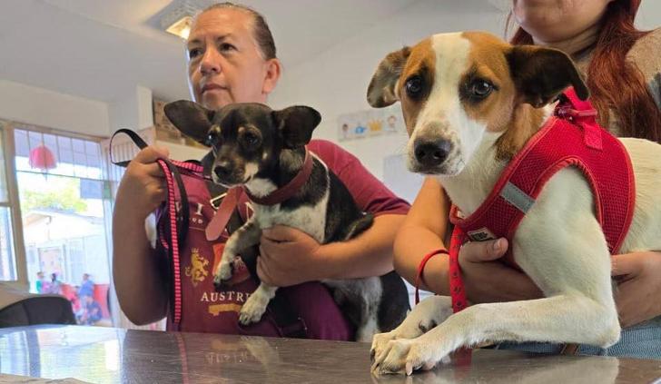 Esterilizaron mascotas en la primaria América, mañana en estatal 3002