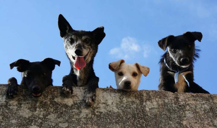 Luto por muerte de una mascota: idea de legislar genera primeros consensos entre actores locales