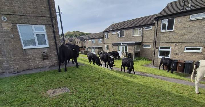 Surprise for police team as cows invade Derbyshire town