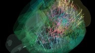 In groundbreaking study, researchers publish brain map showing how decisions are made