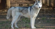 Thinking About a Husky? 7 Things to Know Before You Commit