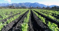 Director de Agronomía U. Mayor: "Los fenómenos climáticos empiezan a ser más violentos y la agricultura debe adaptarse"