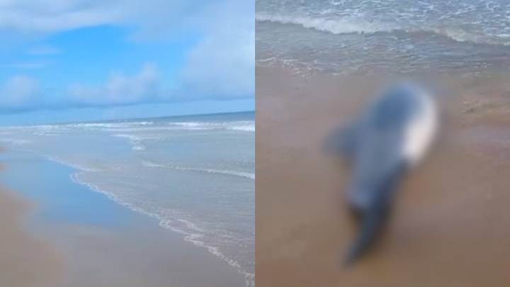 Ambientalistas Hallan Delfines Sin Vida en Playa de Matamoros
