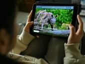 How did an Indian zoo get the world's most endangered great ape?