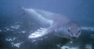 Scientist's horrifying final moments as she's killed by leopard seal while diving in Antarctic