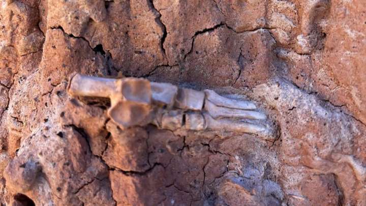 Evanston Man Finds Mysterious Foot Bones In Prehistoric Soil Near Kemmerer