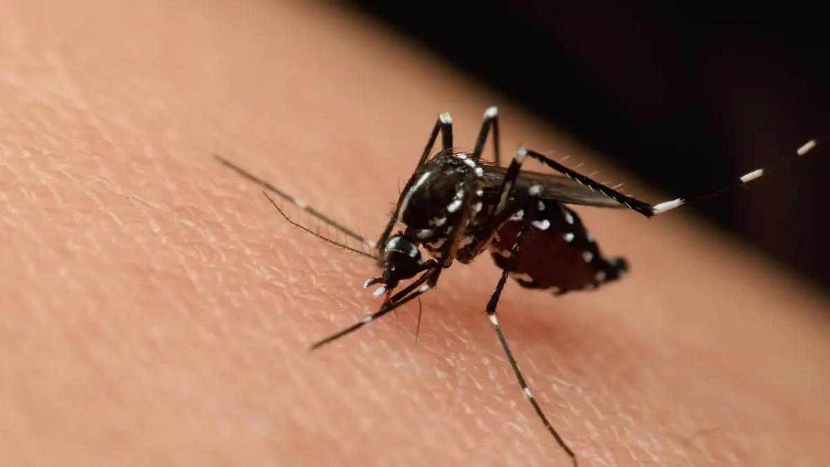 Confirman primera muerte en El Paso por virus del Nilo Occidental en 2025