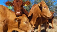 Inician programas de apoyo para ganaderos de Sonora afectados por el gusano barrenador