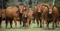 'All time high': Ohio cattle farmers capitalize on skyrocketing beef prices